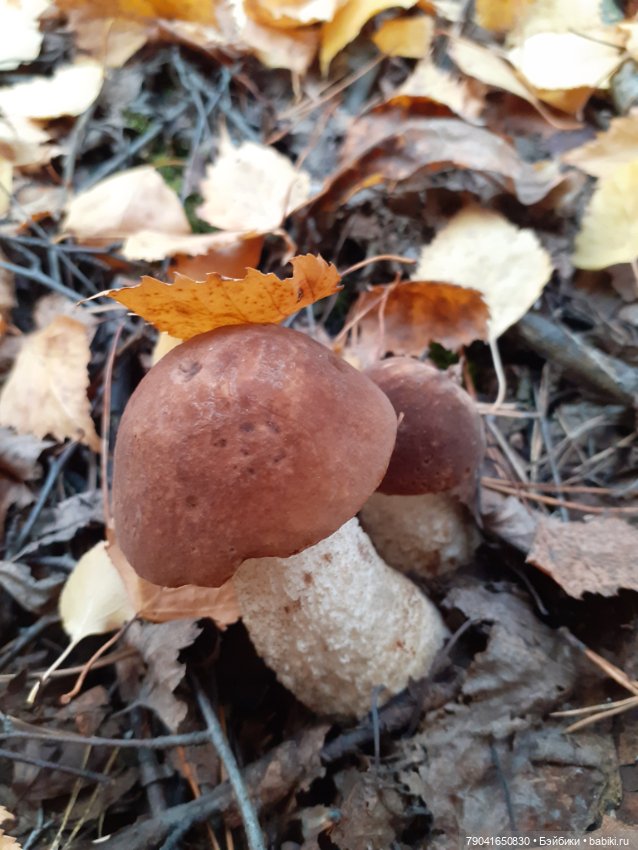 Яся в лесу — Куклы Baboliy (Баболи