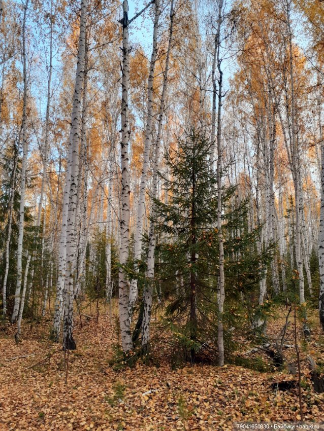 Яся в лесу — Куклы Baboliy (Баболи (фото 5)