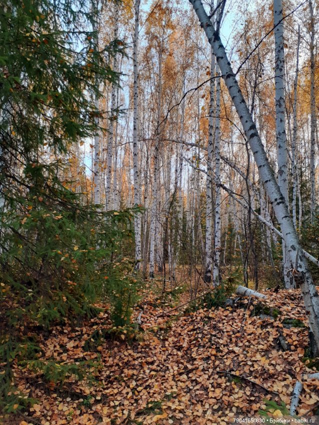 Яся в лесу — Куклы Baboliy (Баболи