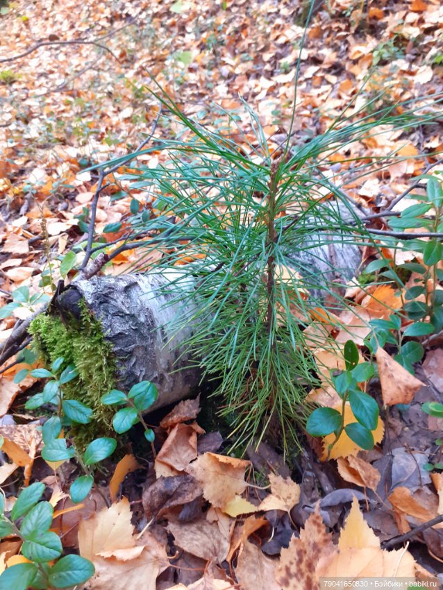Яся в лесу — Куклы Baboliy (Баболи (фото 4)