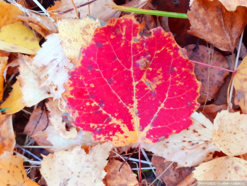Яся в лесу — Куклы Baboliy (Баболи (фото 10)