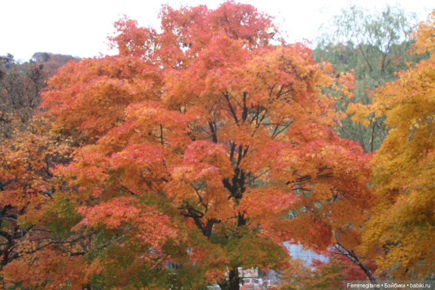 Момидзи — Туризм и путешествия: фотоотчеты из поездок