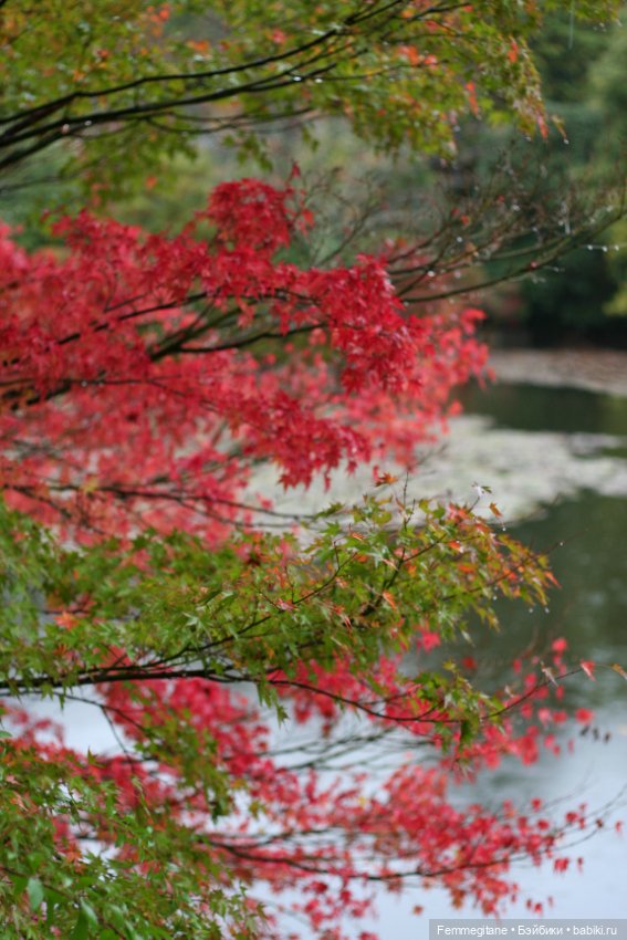 Момидзи — Туризм и путешествия: фотоотчеты из поездок (фото 5)