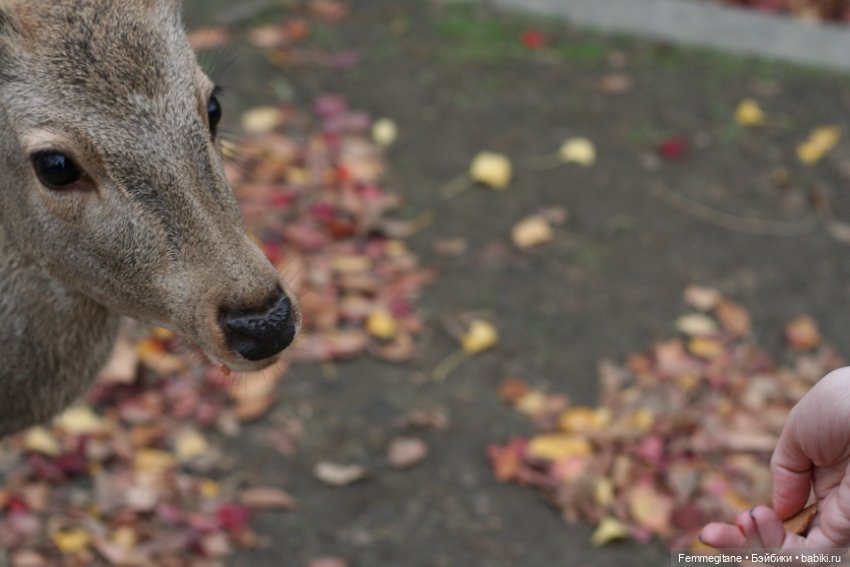 Момидзи — Туризм и путешествия: фотоотчеты из поездок