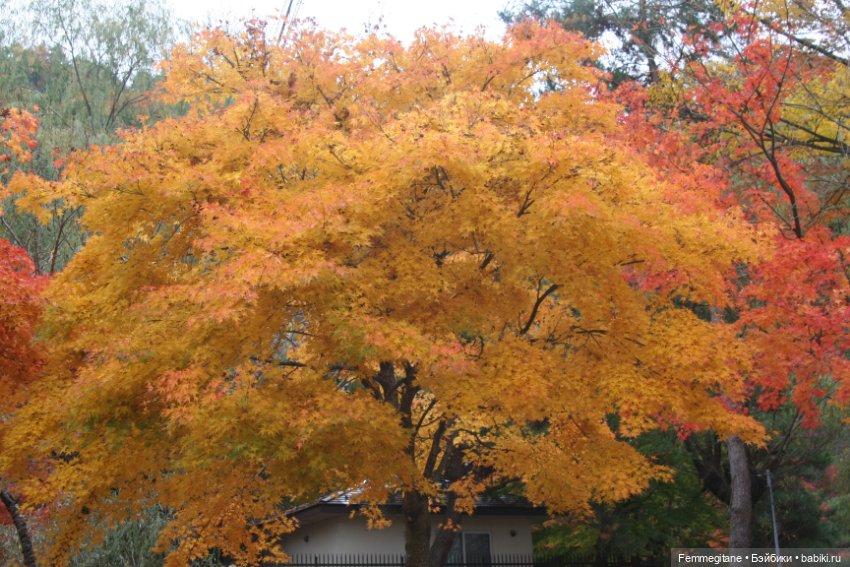 Момидзи — Туризм и путешествия: фотоотчеты из поездок