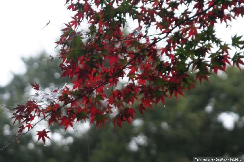 Момидзи — Туризм и путешествия: фотоотчеты из поездок (фото 6)