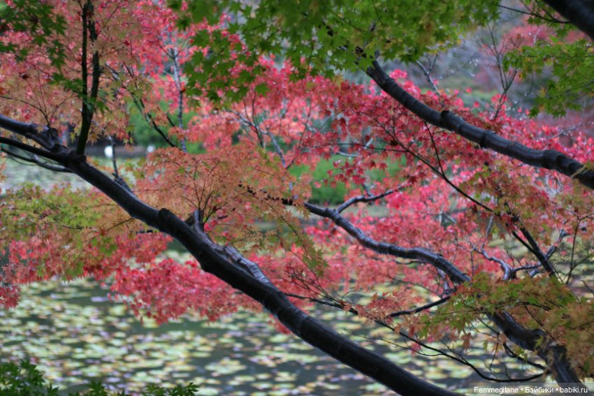 Момидзи — Туризм и путешествия: фотоотчеты из поездок (фото 4)