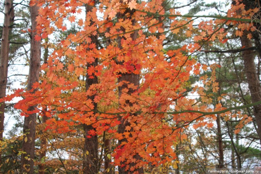 Момидзи — Туризм и путешествия: фотоотчеты из поездок