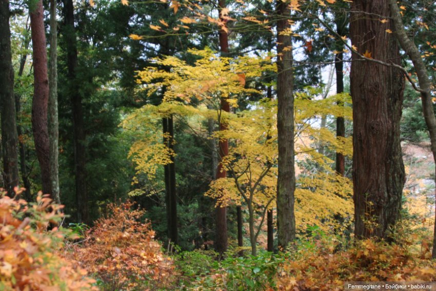 Момидзи — Туризм и путешествия: фотоотчеты из поездок (фото 3)