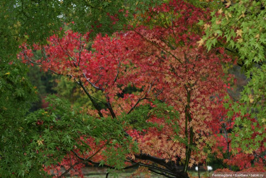 Момидзи — Туризм и путешествия: фотоотчеты из поездок (фото 9)