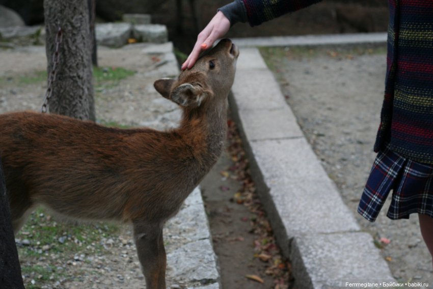 Момидзи — Туризм и путешествия: фотоотчеты из поездок (фото 8)