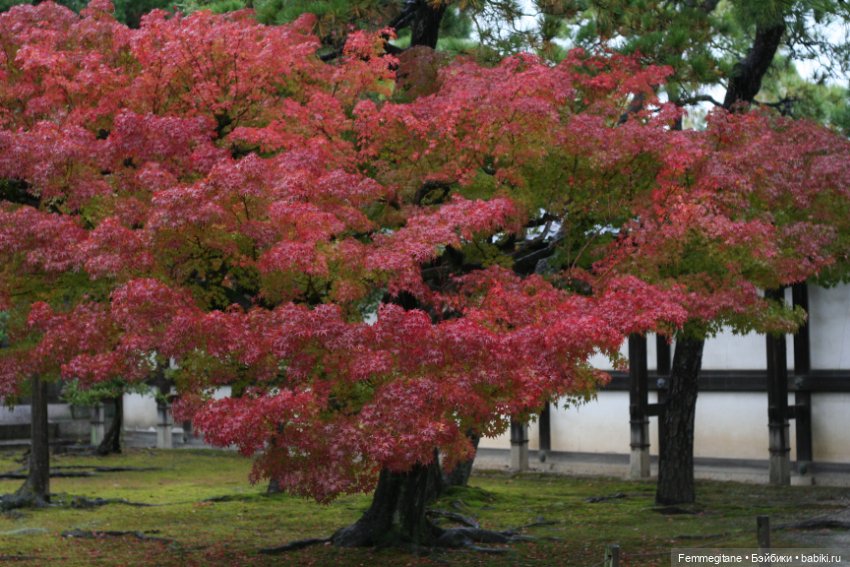 Момидзи — Туризм и путешествия: фотоотчеты из поездок (фото 2)