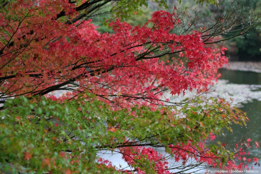 Момидзи — Туризм и путешествия: фотоотчеты из поездок (фото 7)