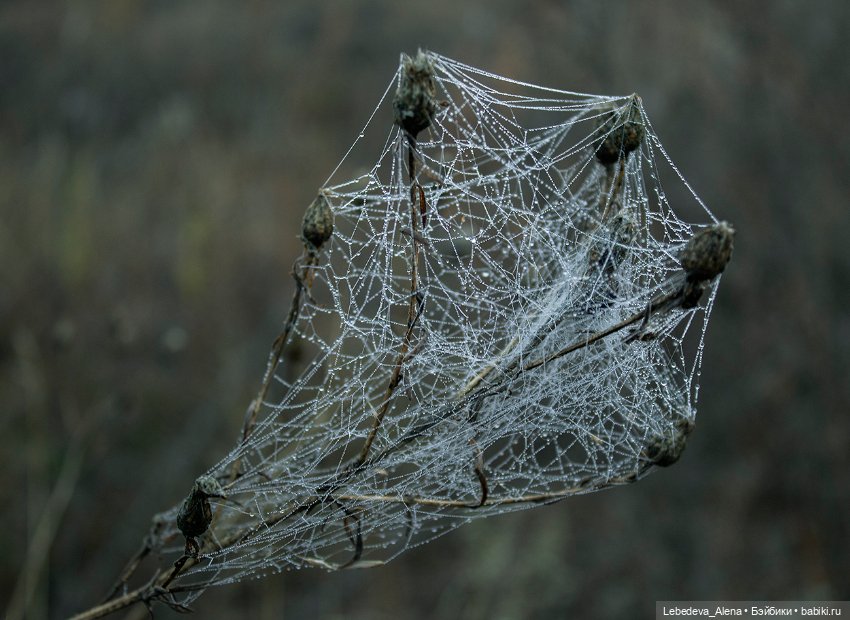 Туманная осень — Куклы Dollstown (Доллстаун): BJD (БЖД) (фото 7)
