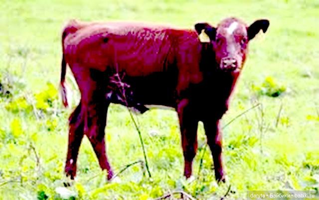 Опоздала на раздачу мозгов