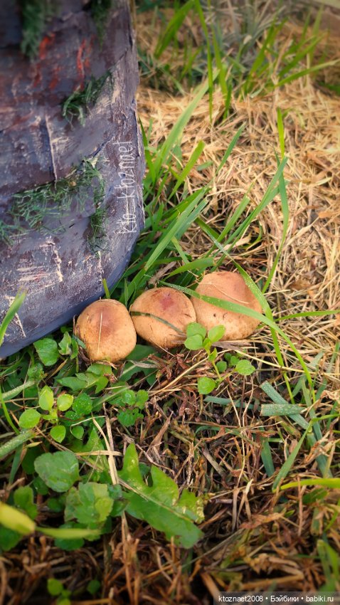 Колодец-колодец, дай воды напиться (фото 9)