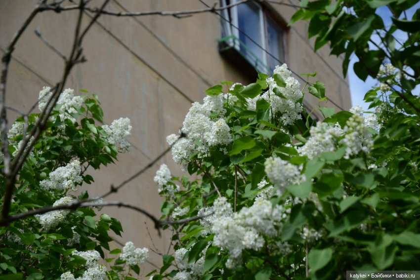 Шмель Стайл (часть 2) — Коллекционные экшн