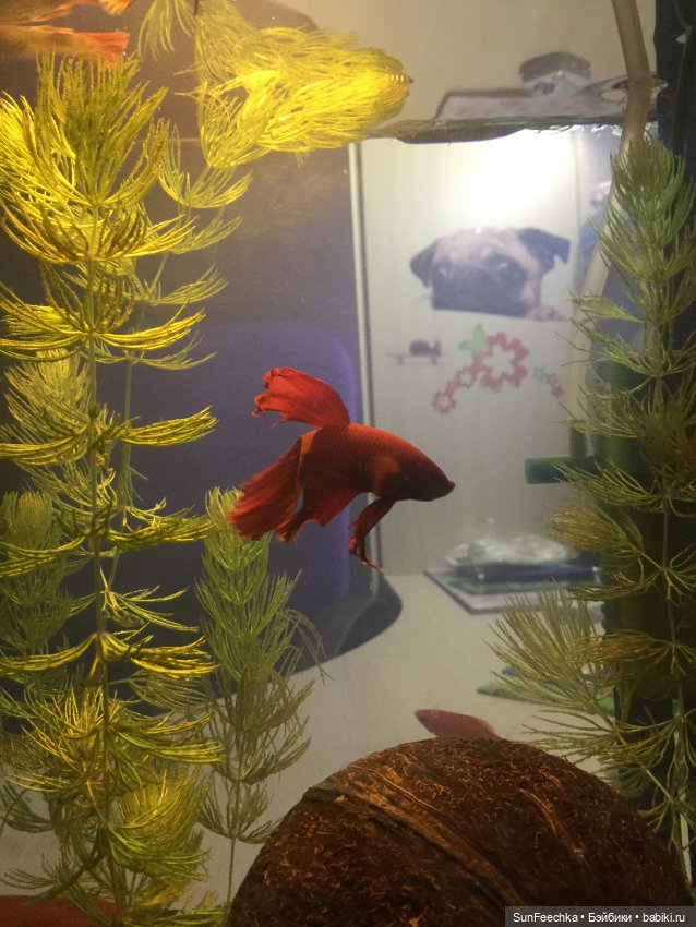 Мой аквариум (рубрика в мире моих животных) (фото 4)