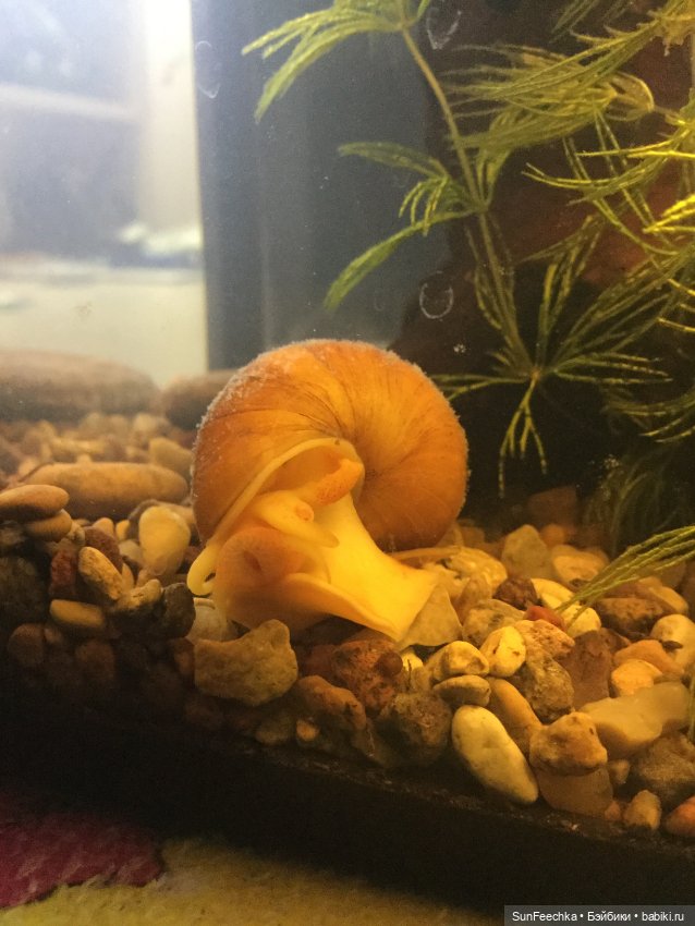 Мой аквариум (рубрика в мире моих животных) (фото 3)