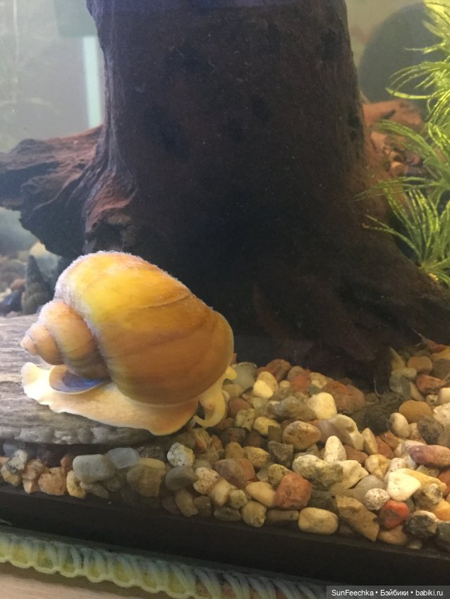 Мой аквариум (рубрика в мире моих животных) (фото 2)
