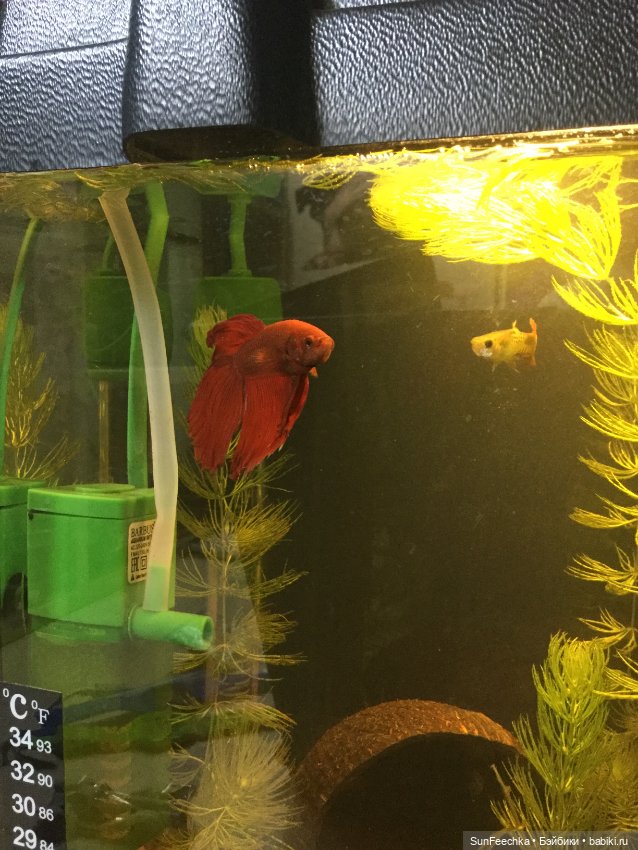 Мой аквариум (рубрика в мире моих животных)