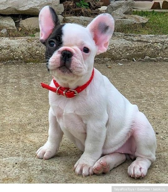 Мои французики — Авторские мишки Тедди и друзья: фото (фото 2)