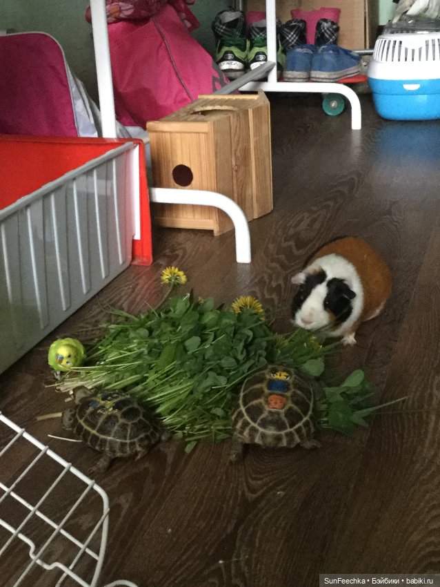 Наша весёлая семейка ( или снова в мире моих животных) (фото 2)