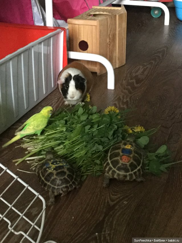Наша весёлая семейка ( или снова в мире моих животных)