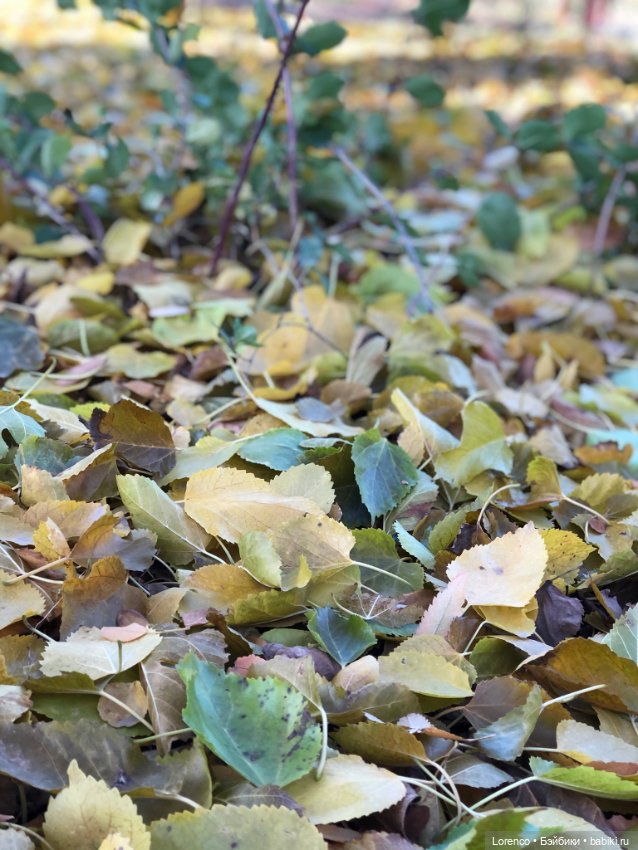 Я так хочу, чтобы осень не кончалась