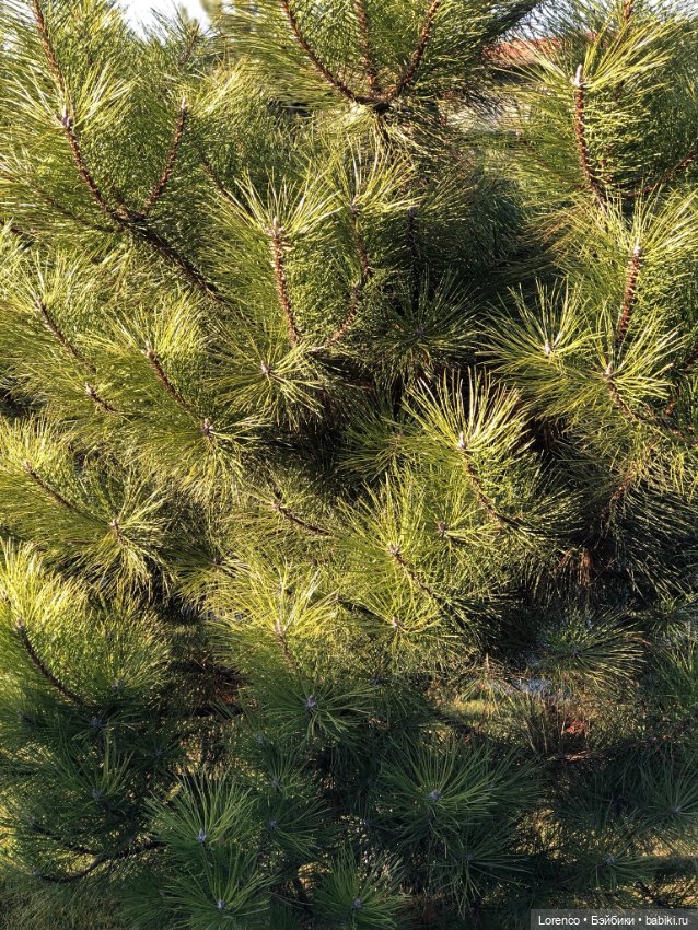 Я так хочу, чтобы осень не кончалась