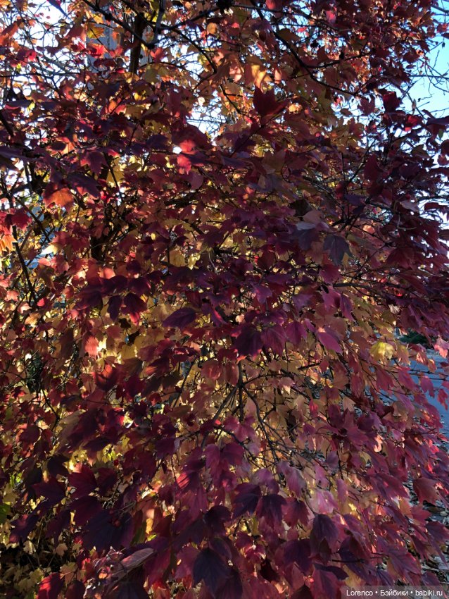 Я так хочу, чтобы осень не кончалась