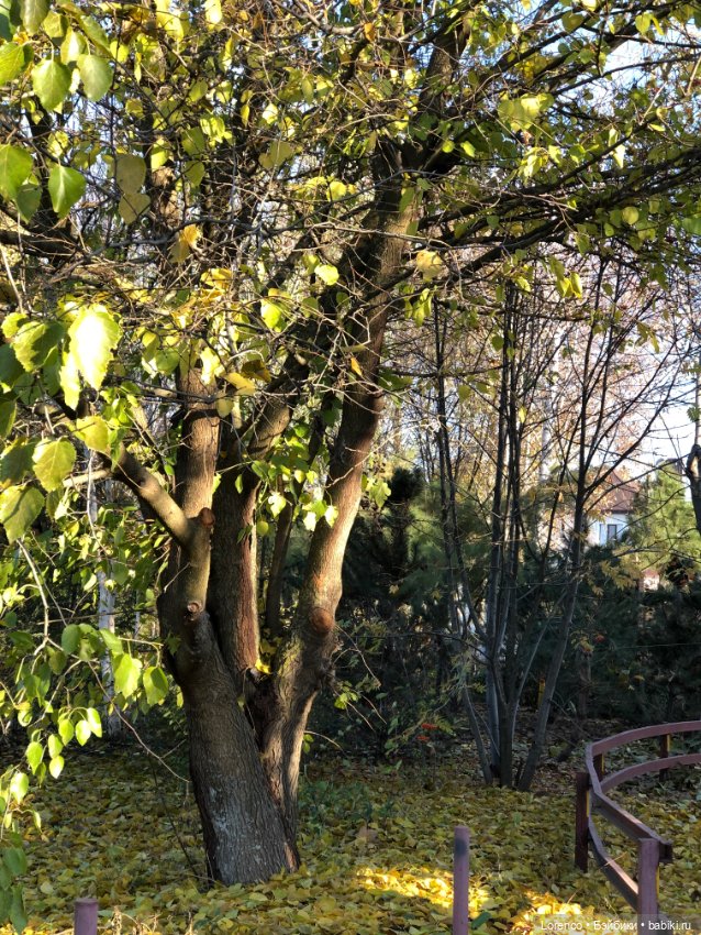 Я так хочу, чтобы осень не кончалась