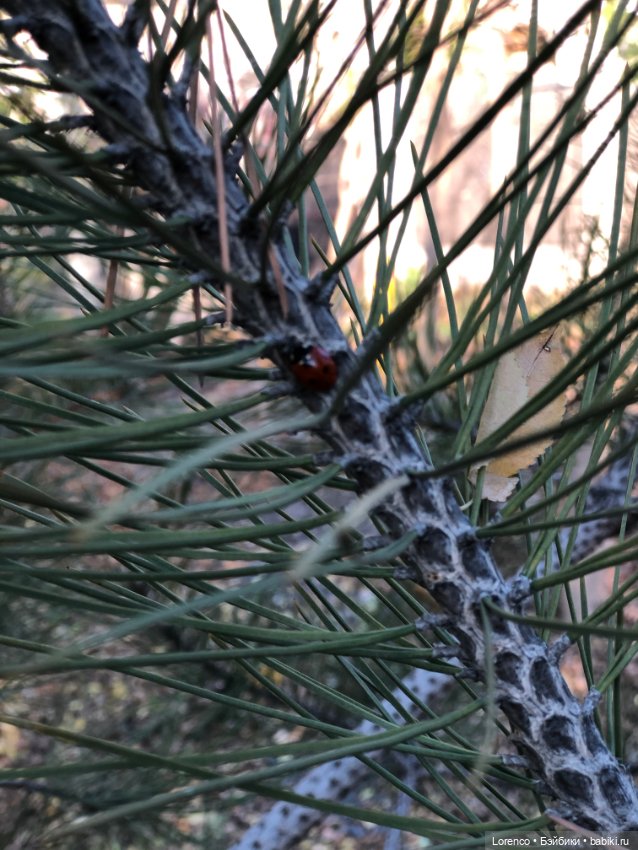 Я так хочу, чтобы осень не кончалась