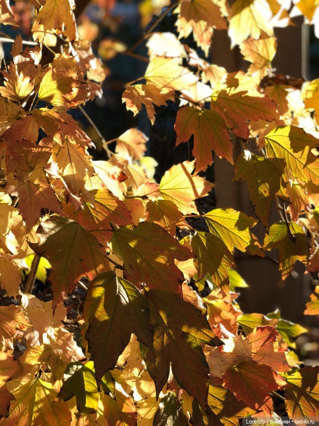 Я так хочу, чтобы осень не кончалась