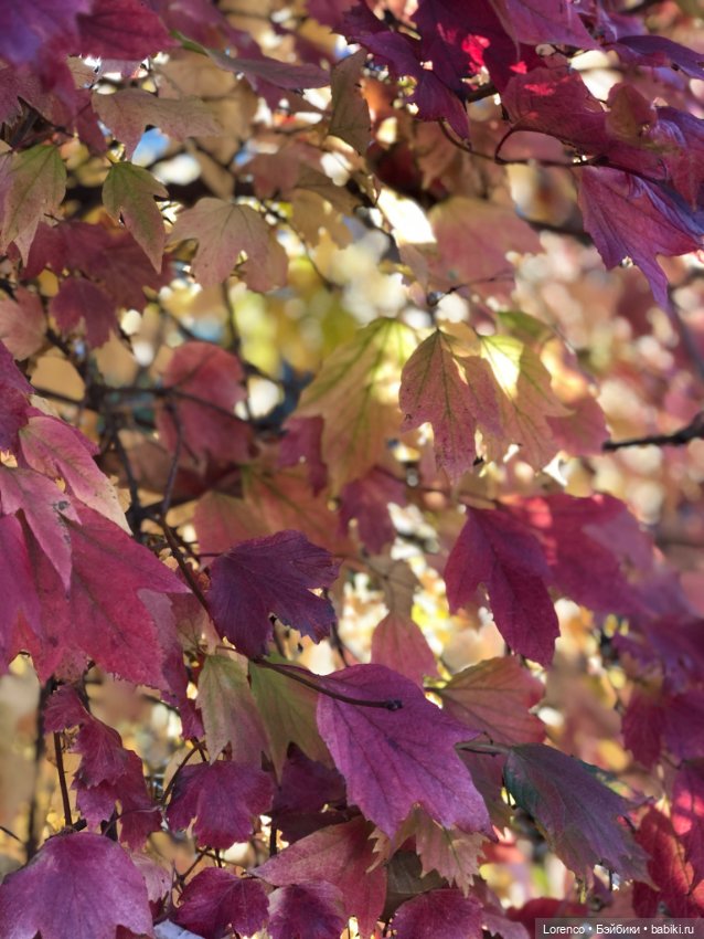 Я так хочу, чтобы осень не кончалась