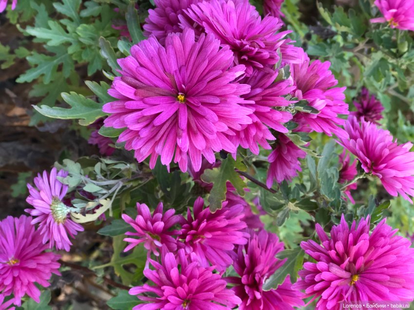 Я так хочу, чтобы осень не кончалась