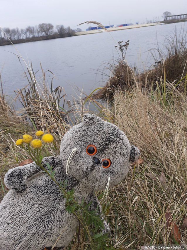 Прогулка Басика — Кот Басик