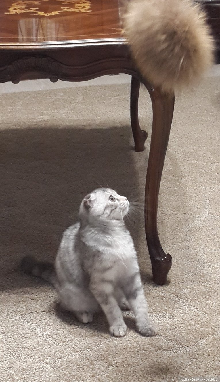 Друзья уходят, но жизнь подкидывает чудеса (фото 2)