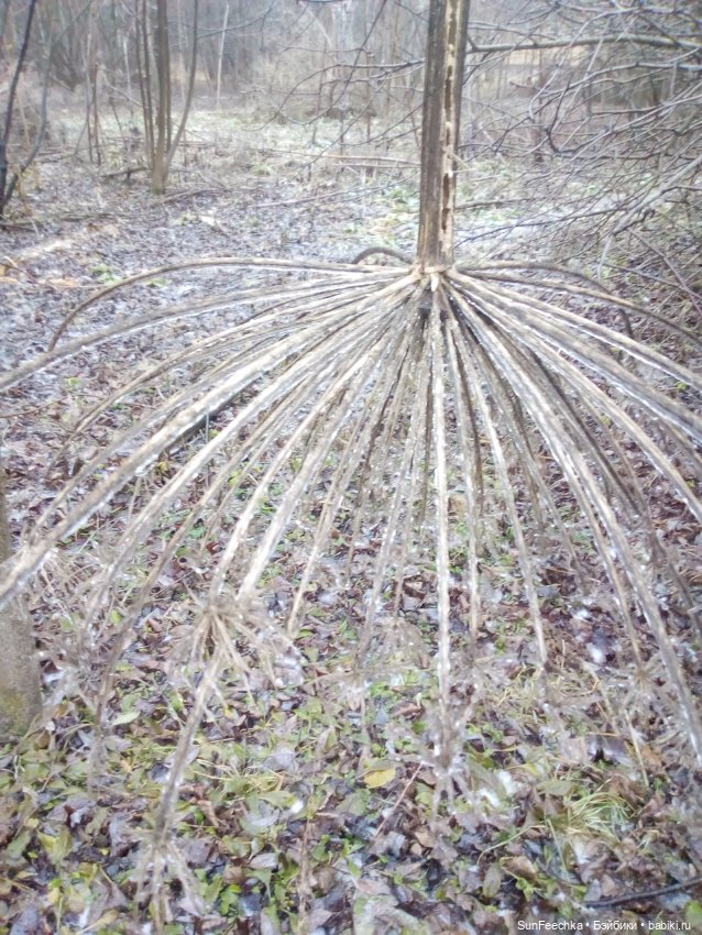 Ледяной дизайн — Красивая природа и цветы: фото пейзажей