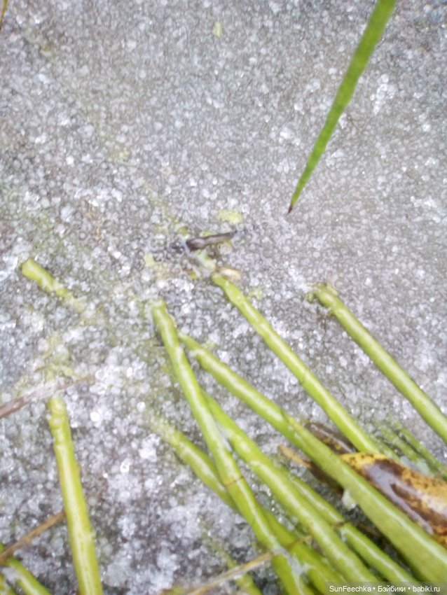 Ледяной дизайн — Красивая природа и цветы: фото пейзажей (фото 9)