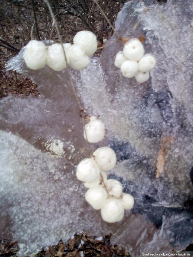 Ледяной дизайн — Красивая природа и цветы: фото пейзажей (фото 5)