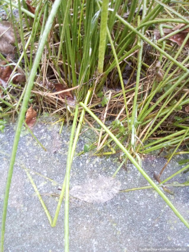 Ледяной дизайн — Красивая природа и цветы: фото пейзажей (фото 10)