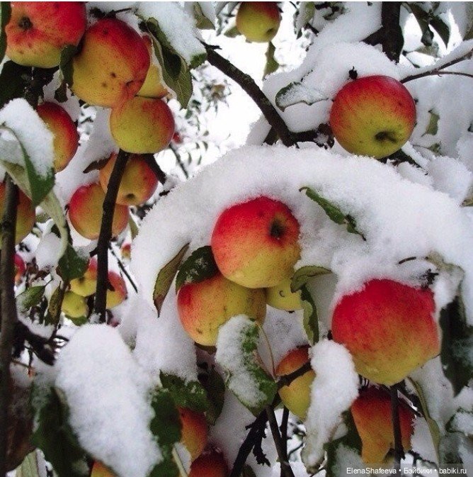 И Дни пролетают... И скоро Зима (фото 3)