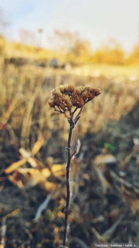 Сашка на Чатырдаге — Туризм и путешествия: фотоотчеты из поездок (фото 9)