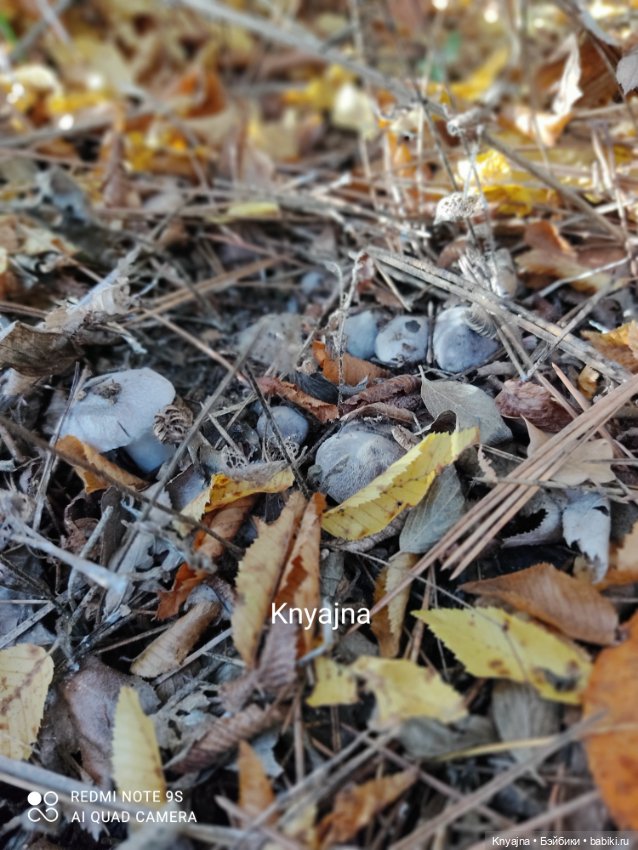 Потому что нельзя быть красивой такой - моя Стелла от Руби Ред и ее первая прогулка