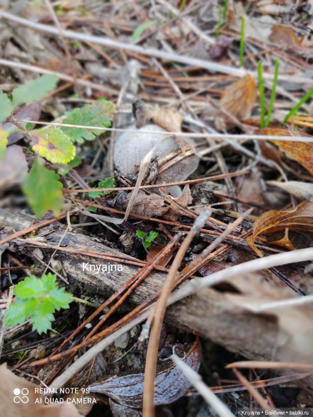 Потому что нельзя быть красивой такой - моя Стелла от Руби Ред и ее первая прогулка