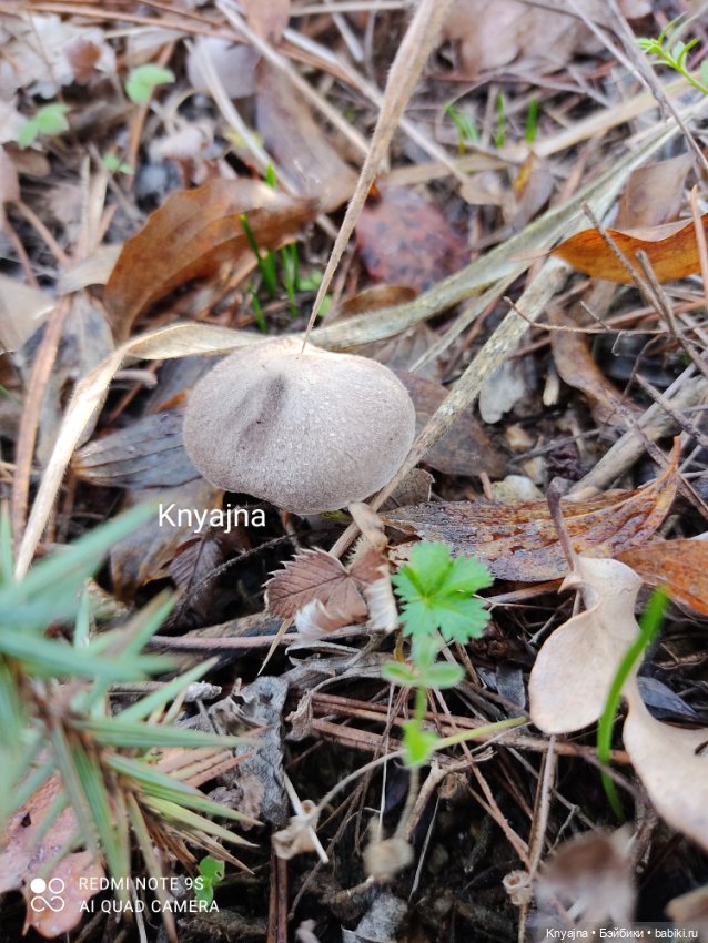 Потому что нельзя быть красивой такой - моя Стелла от Руби Ред и ее первая прогулка