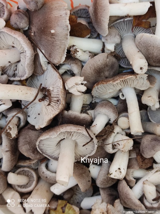 Потому что нельзя быть красивой такой - моя Стелла от Руби Ред и ее первая прогулка