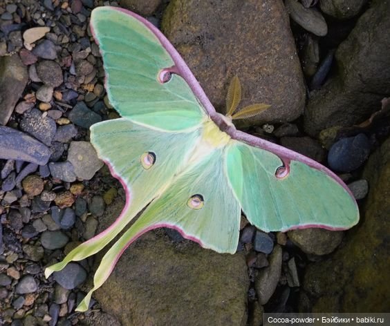 ООАК Розина — ООАК Monster High и Ever After High: репейнт (фото 10)