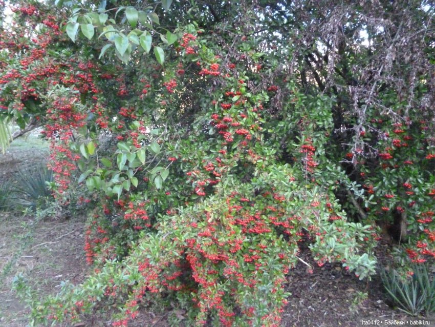 Мои новенькие. Гибриды барби. Снова Курортный городок (фото 3)